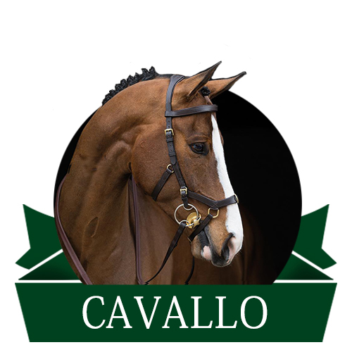 Cavallo